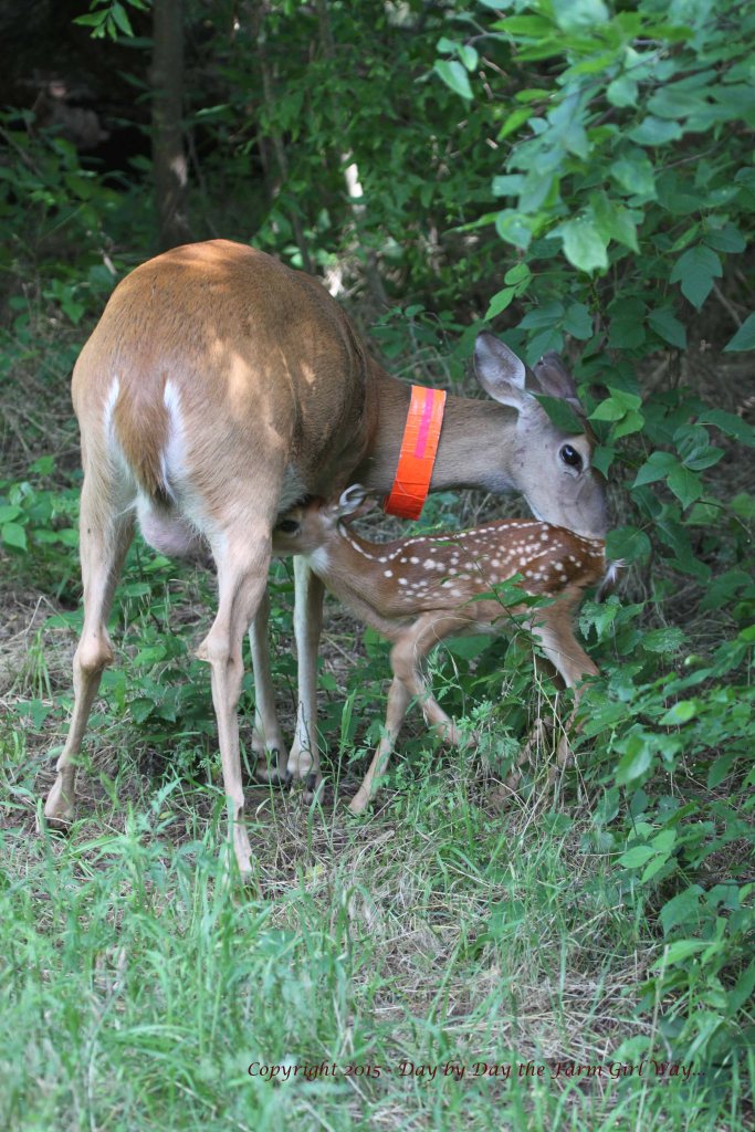 After about twenty minutes, Daisy decides to call her fawn for nursing time.