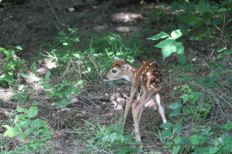After nursing, the fawn does a little romping and wandering.