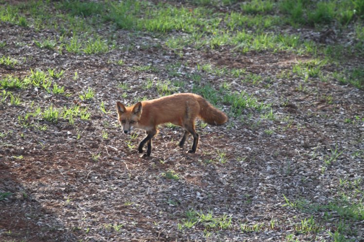 In March, the young fox (which I believe to be the female) is seen hunting all hours of the day and night. I believe her den was somewhere north of our property in the deep woods.