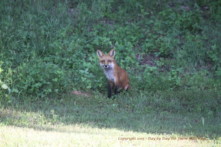 Early in the spring the foxes avoided us and quickly disappeared into the woods. By mid-summer, the foxes no longer feared us. Shooing them away from the water tub (so that they couldn't nab the birds who came for water) meant chasing after them to run them off!