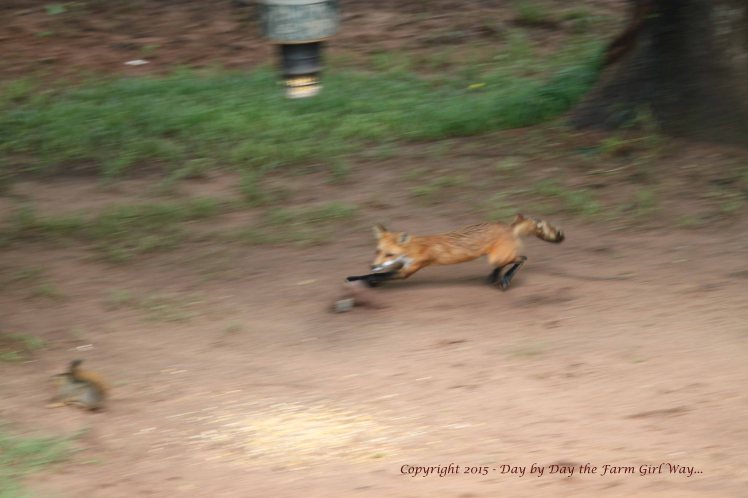 Red Fox Kill_1687