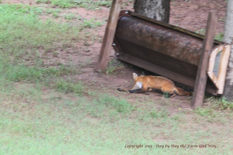 Red Fox Kill_1688