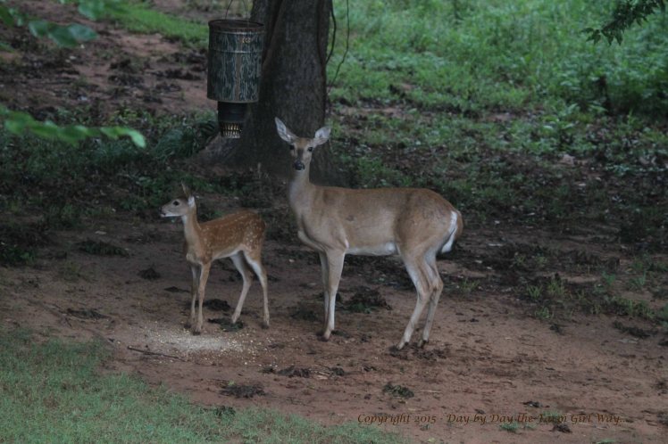 Doe Scarlet and Fawn_2648