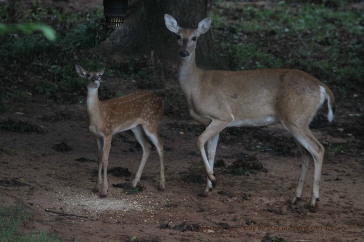 Doe Scarlet and Fawn_2650
