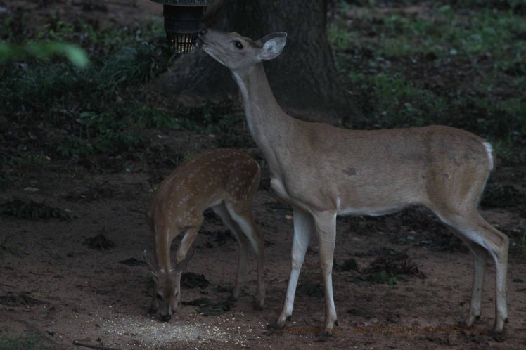Doe Scarlet and Fawn_2652