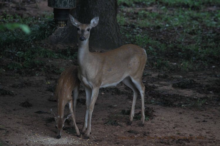 Doe Scarlet and Fawn_2665