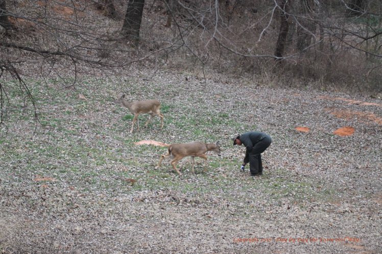 FD tries to get Ronnie to eat some clover down in the clover plot in the bowl area of the canyon.