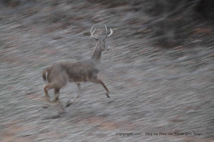 The morning cold and low light made for this odd "panning" shot of the buck.