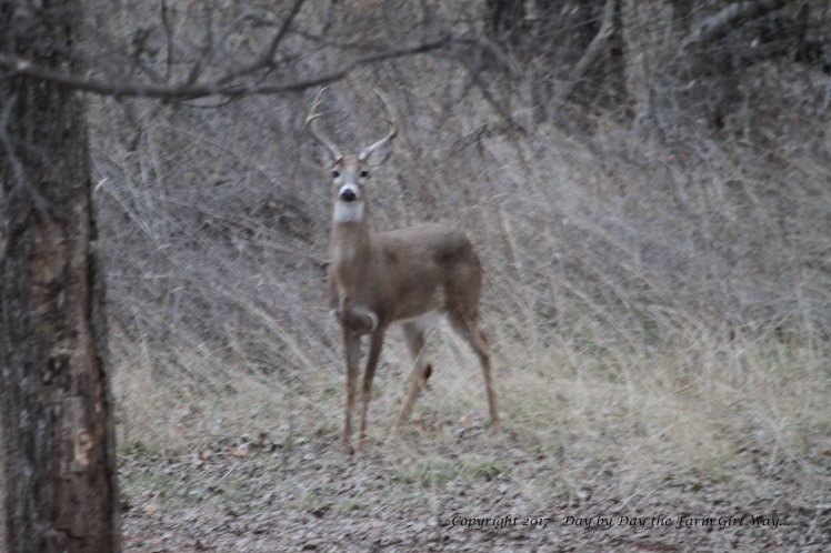 What a lovely, tall set of antlers on this buck.